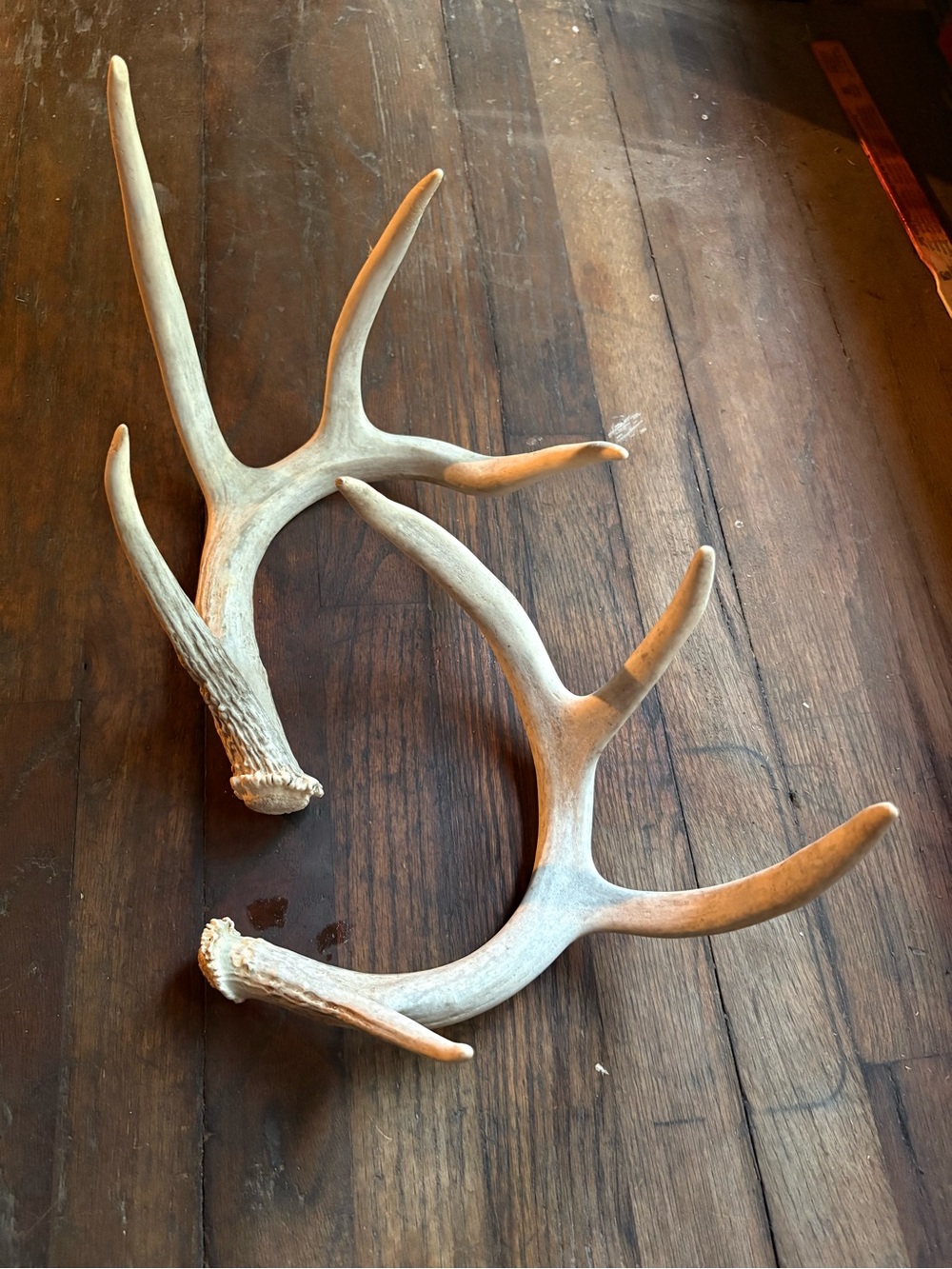 Naturally Shed Whitetail Deer Antlers for home decor
